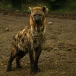 hyena2