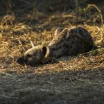 hyena3