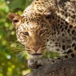 leopard-226136_960_720