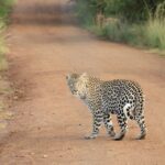 leopard-336604_960_720