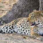 leopard-608891_960_720