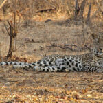 leopard1
