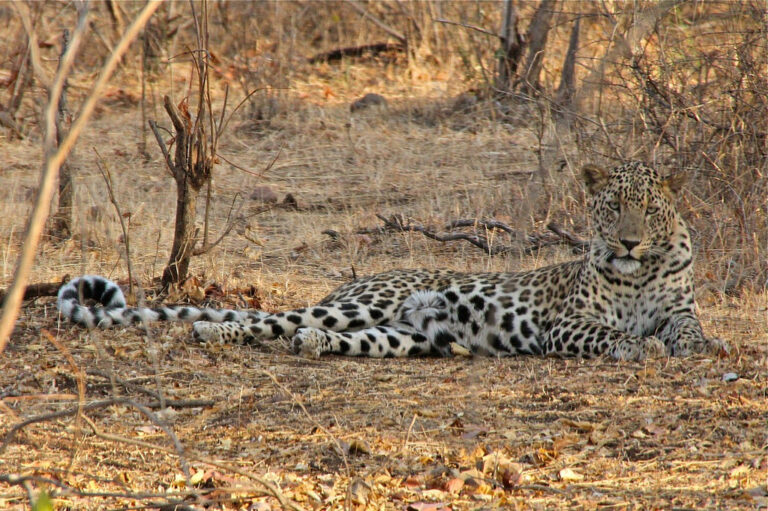 જાણો, દીપડા વિશેના 10 રહસ્યો જે તમે કયારેય નહિ જાણ્યા હોય