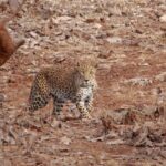 leopard2