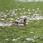 little-grebe-4539010_960_720