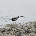 pheasant tailed jacana