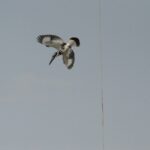 pied kingfisher (1)