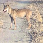 wolf1
