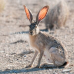 Jackrabbit with backlit ears – Big Bend National Park, Texas