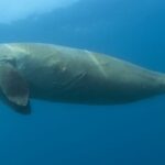 Dugong_dugon
