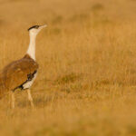 Great_Indian_bustard