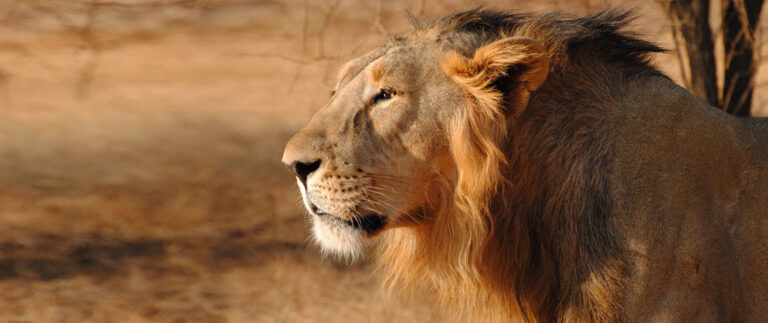Big Cats: Predators under threat