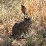 black-tailed-jackrabbit-1929360_960_720