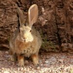 desert-cottontail-3041513_960_720
