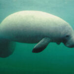 dugong 3