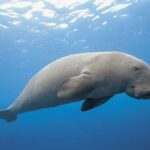 dugong1