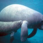 dugong2
