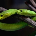 green-mamba