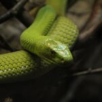 mamba-4205521_960_720