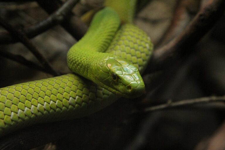 નામ અનુસાર રંગ ધરાવતા ગ્રીન મમ્બા સાપ (Greeen Mamba Snake) વિશે જાણો