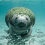 manatee-387193_1280