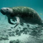 manatee-387195_1280