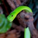 snake-1556165_960_720