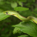 snake mamba