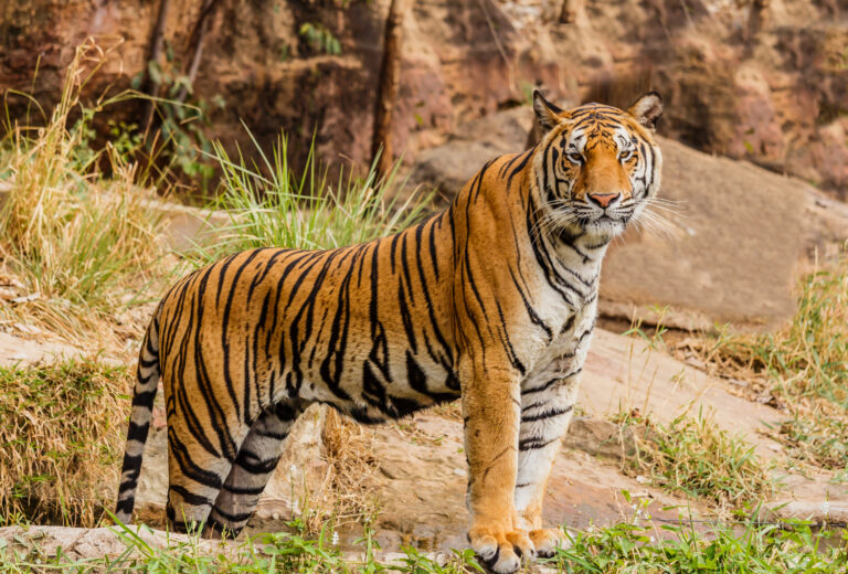 Indian tiger
