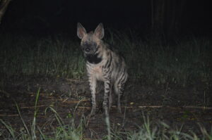Striped Hyena