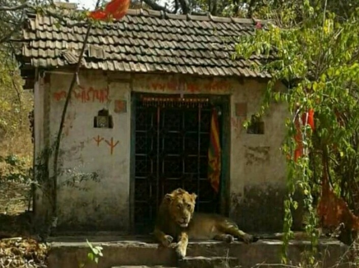 સિંહે લટાર મારતા સમયે માંના મંદિરે બેસીને કર્યો વિશ્રામ