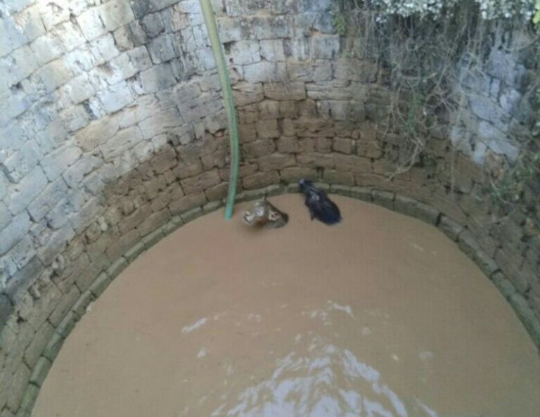 શિકાર અને શિકારી બંન્ને ખુલ્લા કુવામાં ખાબકયા