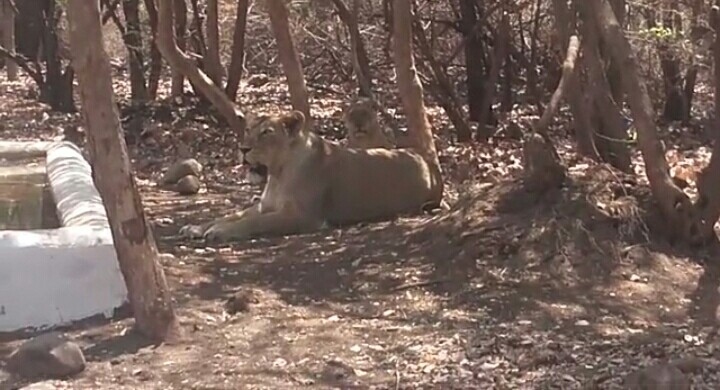 ગીરમાં વન વિભાગે પહોંચાડ્યા નીર