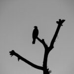 IMG_8855