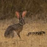 Indian_Hare