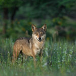Indian_Wolf