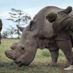 Rhino