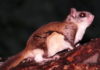 brown flying squirrel