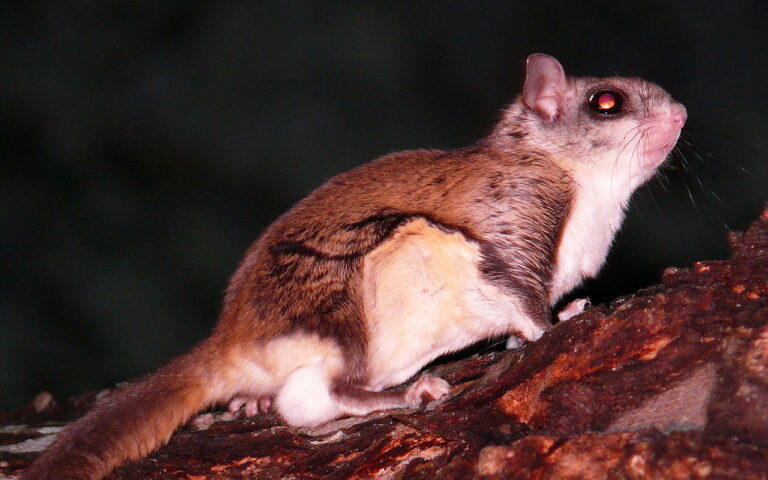 brown flying squirrel