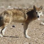 Tibetan_Wolf