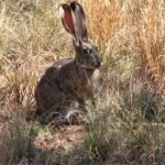 black-tailed-jackrabbit-1740389_960_720