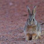 desert-cottontail-1531821_960_720