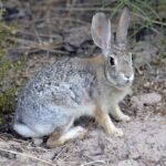 desert-cottontail-1811923_960_720