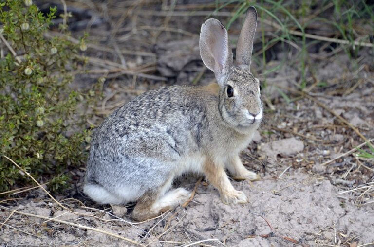 10 Important Facts That You Should Know About: The Desert Hare