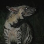hyena