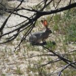 rabbit-416422_960_720