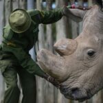 skynews-kenya-sudan-rhino-white-rhino