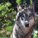 wolf
