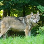 wolf-1583200_960_720