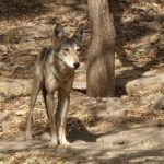 wolf-3937257_960_720